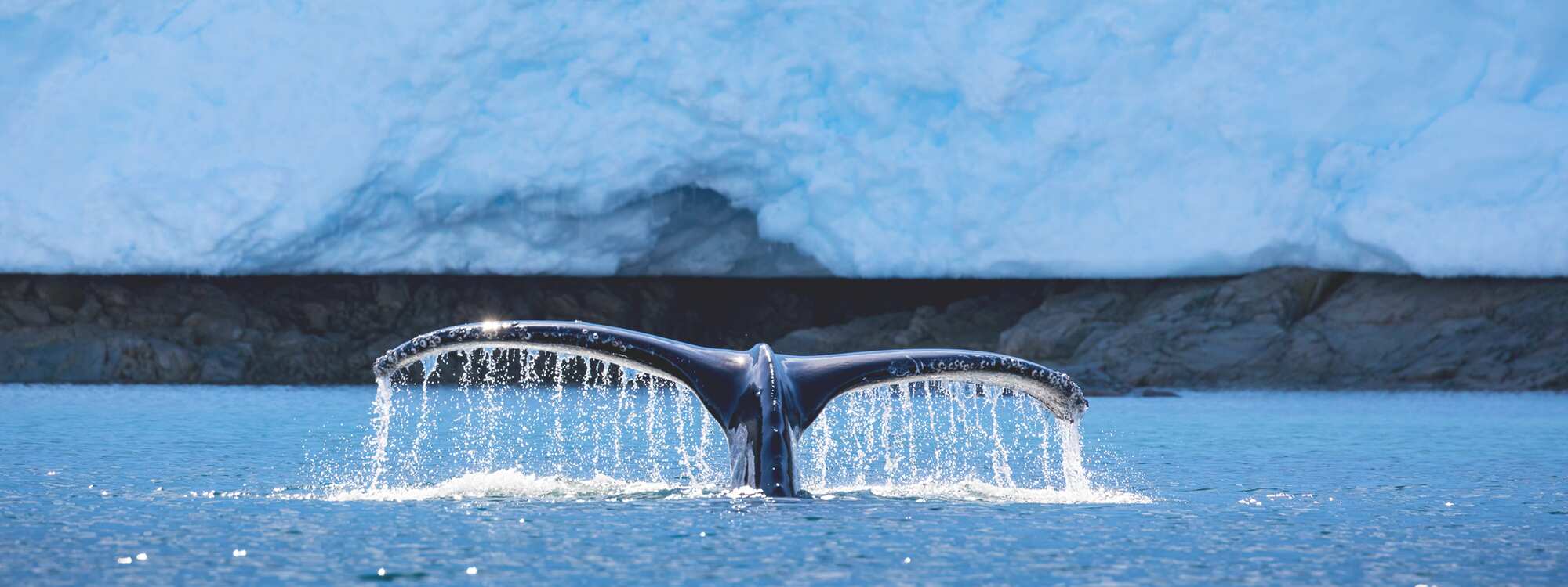 Nahaufnahme eines Buckelwals in der Nähe der Südlichen Orkneyinseln in der Antarktis